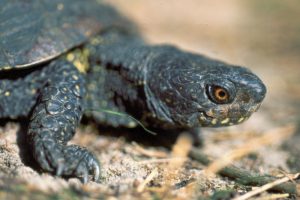 Männchen der einheimischen Emys orbicularis orbicularis